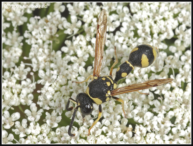 Dalla Sicilia Eumenes sp. (Vespidae Eumeninae)